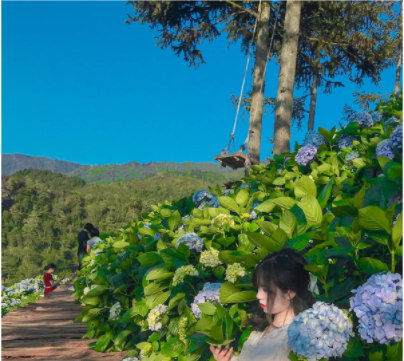 Tạo dáng chụp ảnh ngồi thơ mộng giữa vườn hoa (Ảnh: Internet)