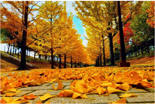 Góc chụp ảnh màu sắc mùa thu từ dưới (Ảnh: Internet)