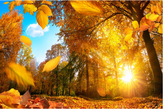 Chụp ảnh ánh nắng mùa thu đẹp (Ảnh: Internet)