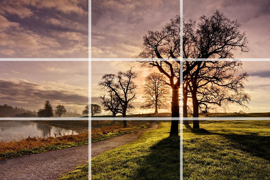 Luyện tập tạo đường chéo trong nhiếp ảnh bằng việc chụp ảnh cây cối (Ảnh: Internet)  
